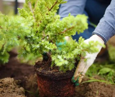 Tuinaarde 40 ltr - Afbeelding 3